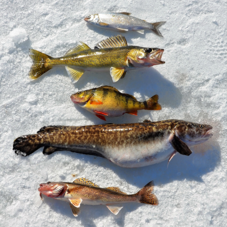 An assortment of fish species from Lake Belle Taine, showcasing the rich diversity available to anglers.