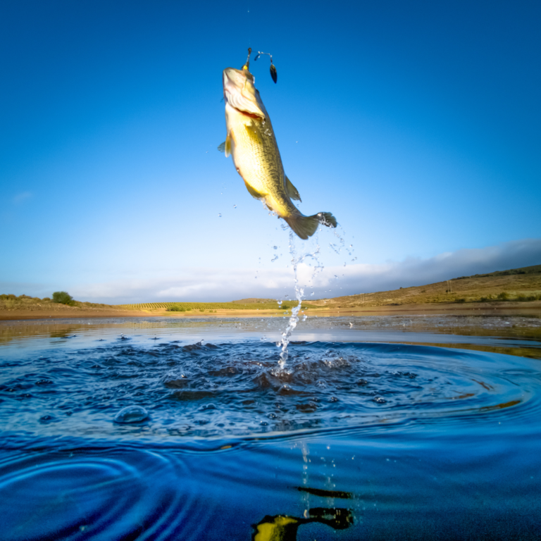 A Guide to Seasonal Fishing on Minnesota’s Lakes